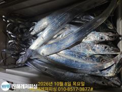 [진해] 내만칼치ㅡ 물반 칼치반 어마어마하게 물어주네요(오늘 예약가능)