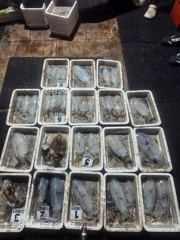 6일 무늬조황