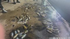 [거제] 내만무늬팁런 키로와 무시들 파티~!! 씨알 굿~ 오늘 예약가능