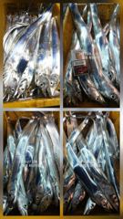 [통영 최강리드호] 낮부터 반겨준 갈치! 마칠 때까지 즐거운 손맛 / 토요일 자리여유