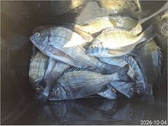 [통영] 내만권 감성돔,뺀치,학꽁치 마릿수 조황입니다...(덴마)