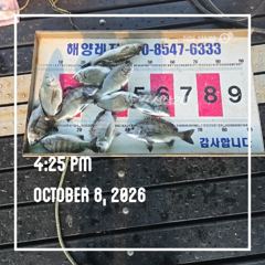 해양레저 흘림 감성돔 마리수 조황