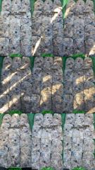 [사천] 8일 11분 왕주꾸미 조황 (주말 문어 출조 확정.자리 여유)