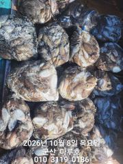 10/8 군산 마루호 갑오징어 조항~☆