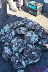 10월8일 군산 신성호 갑오징어 망태기 조황입니다