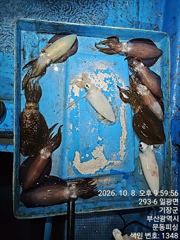 2시간전 [군산] 10월8일 왕문어 대잔치... 군산 홈런호 주간 문어 마무리 조황 입니다. 오늘 하루도 수고 하셨습니다