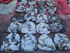 10윌8일짱구투호 갑돌이 굿~조황