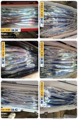 14석 보성3호 갈치 드디어 터져나옵니다 만만쿨 조황~~오늘 .내일 자리여유 있습니다 [010 3823 5346 }