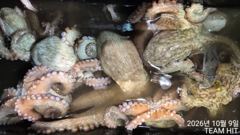 탑클라스호 야간돌문어 조황입니다 ~~^^