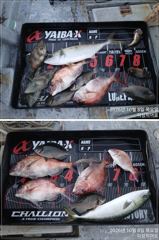 참돔 벵어돔 부시리 조황~~