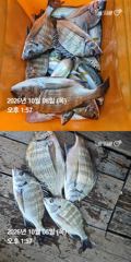 거제 ( 어구 일성호 ) 감성돔 전갱이 ! 전마선 조황