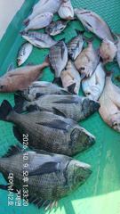 (감성돔)5짜5짜~중치급들 외 돌돔 참돔까지~대어낚시(10일 예약)