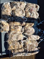 [사천] 9일(금) 삼천포 주꾸미 조황입니다!! 내일 오후&야간 돌문어 …