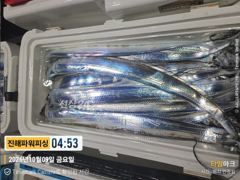[갈치/텐빈/텐야]9일입항~쿨러조황[일요일부터]예약가능