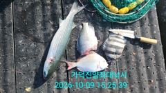 [부산] 가덕천성진양 감성돔 좌대조황 261009 금