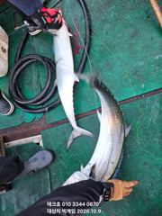 미터오버대삼치 굿~방어. 삼치 타작조과