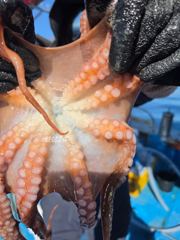 10.9 문어조황