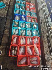 [거제] 거제 새바다호 야간 무늬오징어 팁런 장원이 22수 1키로급 두마…