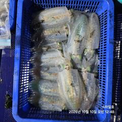 (무늬오징어)23수20수 대성공 총 87수 퍽퍽~스마일호(오늘 예약)