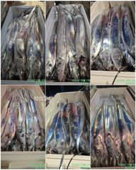 [여수강프로피싱] 사이즈 좋은 갈치로 쿨러가득~가득