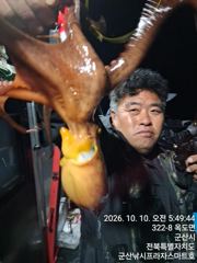 10일, 군산 왕문어 시즌~싸이즈 좋은 덩치급 왕문어가 낚여요~오늘도 어김없이~실시간~군산낚시프라자 스마트호