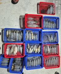 [진해] 무늬팁런 손맛굿굿 조황 오늘 출조예약받습니다
