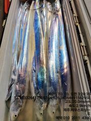 제주 제우스 피싱 9일 갈치 조황