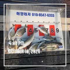 해양레저 흘림 감성돔 조황