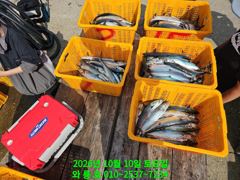 10월10일 대삼치,중삼치,중방어 알방어 대박행진~^^(월,화 모집중)