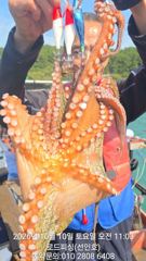로드피싱호 돌문어 현장실시간 입니다!
