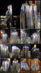 여수(수퍼스타호) 10일철수 갈치조황