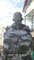 군산 프로호 10월9일 갑오징어 조황입니다, 내일 정상출항합니다!