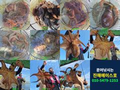 [진해] 문어 1600짜리 연속대물 출현! 사이즈도 마리수도 묵직한 하…