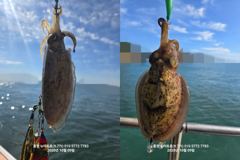 [통영] 통영 뉴아트호 10/9(금) 섬치기 돌문어 대박조황입니다..