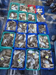 [쭈.갑조황] 10월 10일 조황입니다