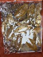 갑 쭈 조황입니다
