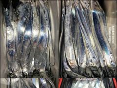 [12일입항] "내만갈치" 듬직한 손맛보며~신나게 담아왔습니다!! [오늘예약가능] 010-7660-2435