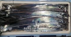 준내만 텐빈 은빛 갈치 3지급 느나느나 조황 오늘 무조건 출항 자리여유