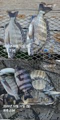 거제 ( 어구 일성호 ) 감성돔 손맛 ! 전마선 조황