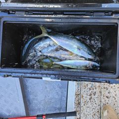 삼치방어고등어[회유성어종]