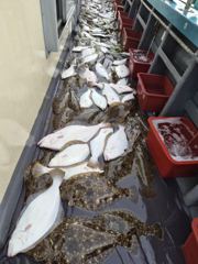 [광어조황] 10월 12일 뉴용궁호 대박 조황입니다