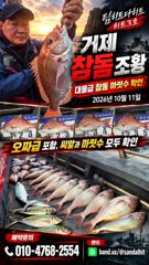 36분전 [통영] 10/12(월)감자 무시 키로급 70수 무늬오징어 팁런 통영베이피싱