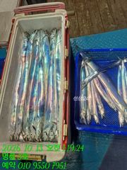 (14석통영명륜3호)왕갈치 이동후 쿨러만땅 3지4지이상 최대50수(내일부터 계속예약가능 010.9550.7951)