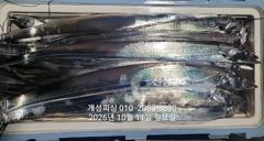 준내만 텐빈 은빛 갈치 3지급 느나느나 조황 내일부터 무조건 출항 자리여유