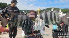 1   [거제] (어초여밭)돌돔같은 뺀지들 퍽퍽합니다 1