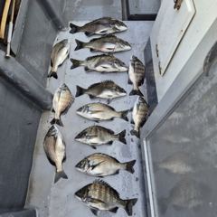 [마산] 해상월1ᆢ굵직한 감성돔 조황임니다!!