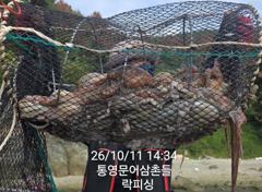 [통영] (문어)가을시즌 원도권 망탱이 조황 폭팔적~락피싱(14일 예약)