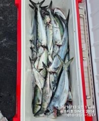 [경주] (씨스타호) 삼치 바디훅인 줄 알았더니… 알고 보니 방어 훅!아…