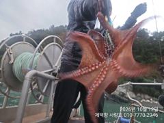 "여밭돌문어"1.6kg1.4kg1.3kg1.2kg1.2kg외 대물들 마릿수 왕창~(예약가능)