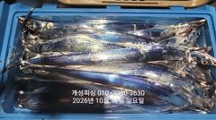 준내만 텐빈 은빛 갈치 3지급 느나느나 조황 오늘 무조건출항